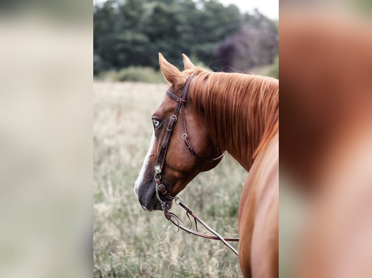 American Quarter Horse Gelding 9 years 15,1 hh Chestnut-Red in Kemnath