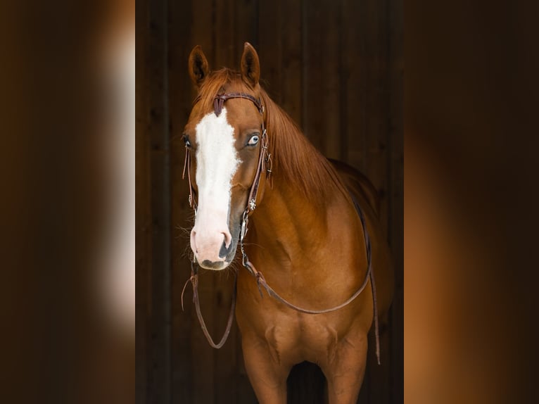 American Quarter Horse Gelding 9 years 15,1 hh Chestnut-Red in Kemnath