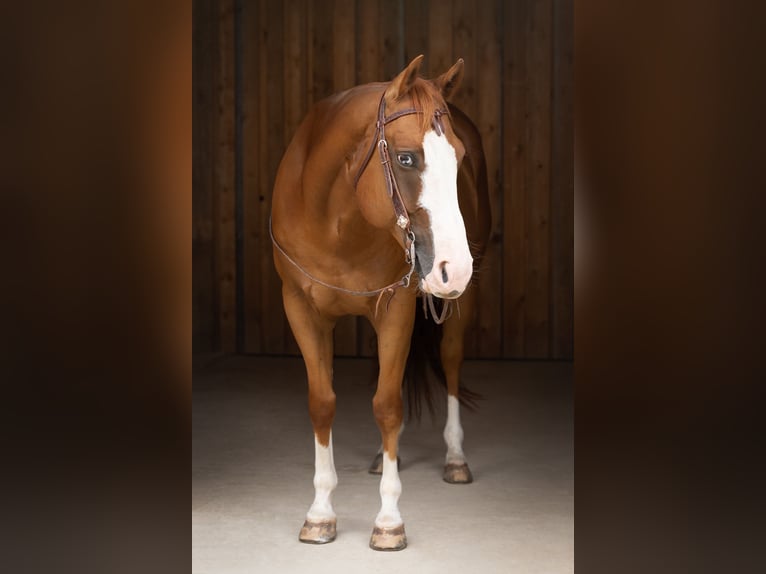 American Quarter Horse Gelding 9 years 15,1 hh Chestnut-Red in Kemnath