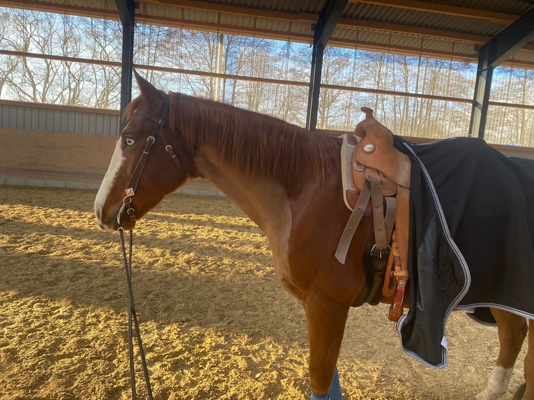 American Quarter Horse Gelding 9 years 15,1 hh Chestnut-Red in Kemnath