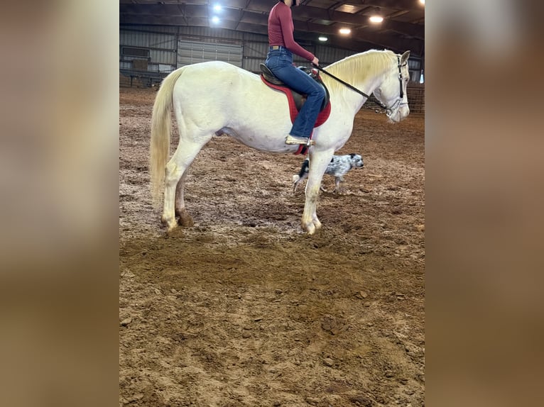 American Quarter Horse Gelding 9 years 15,1 hh Cremello in Guthrie