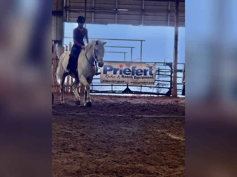 American Quarter Horse Gelding 9 years 15,1 hh Cremello in Guthrie