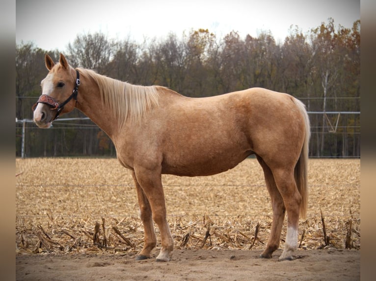 American Quarter Horse Gelding 9 years 15,1 hh Palomino in Saint Joe
