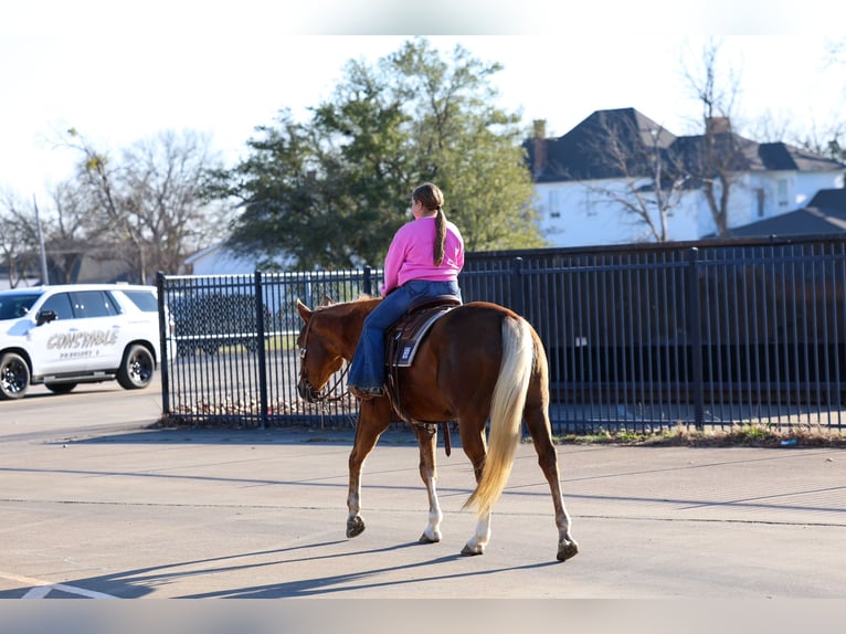 American Quarter Horse Gelding 9 years 15,1 hh Palomino in Forney