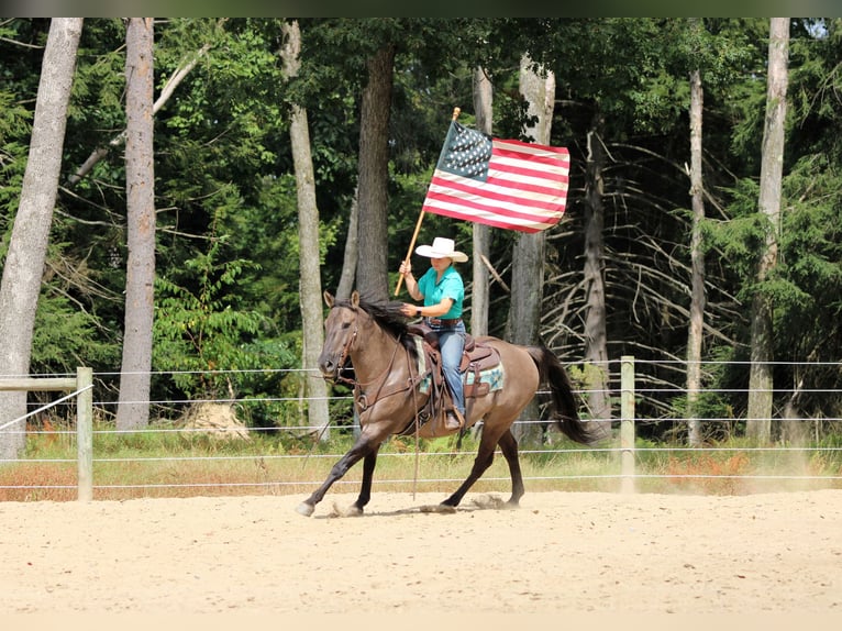 American Quarter Horse Gelding 9 years 15,1 hh in Clarion