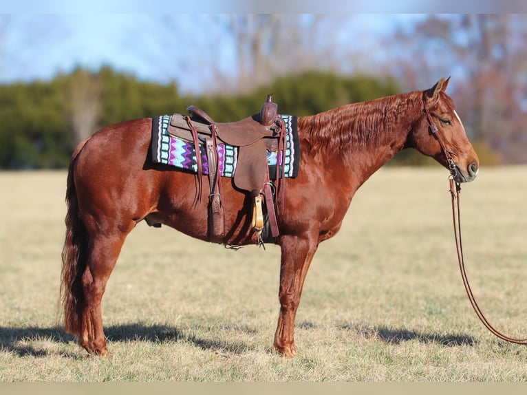 American Quarter Horse Gelding 9 years 15,1 hh in Westminster, MD