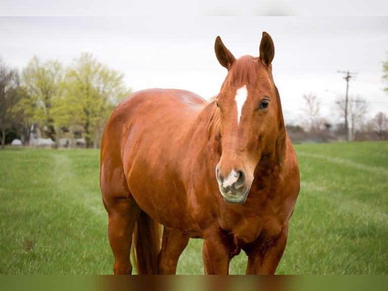 American Quarter Horse Gelding 9 years 15,1 hh in Westminster, MD