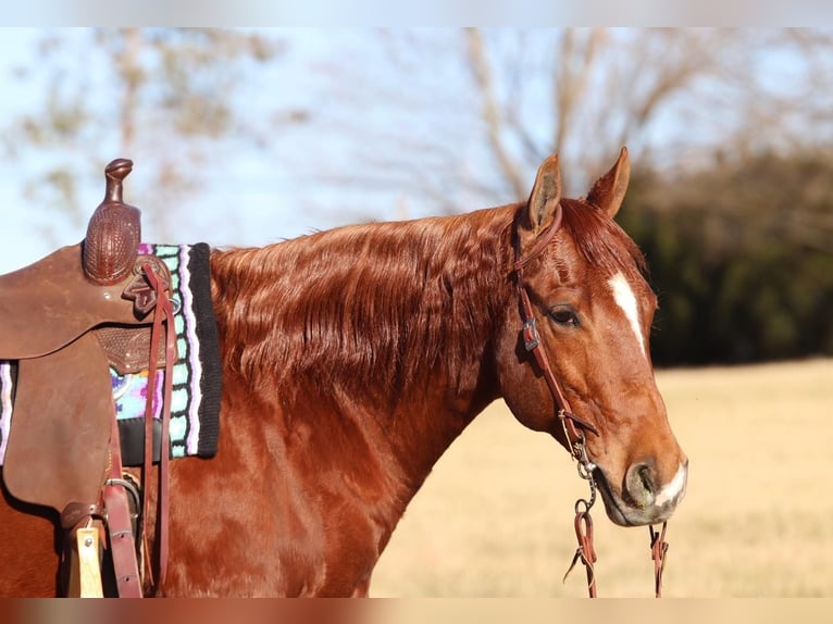 American Quarter Horse Gelding 9 years 15,1 hh in Westminster, MD