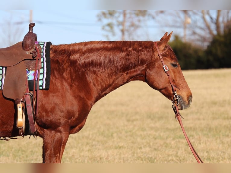 American Quarter Horse Gelding 9 years 15,1 hh in Westminster, MD