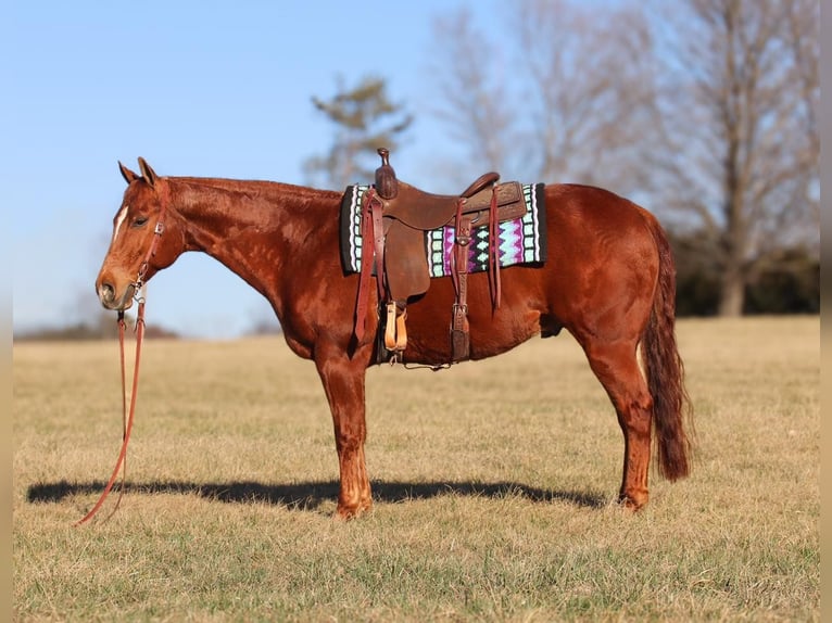American Quarter Horse Gelding 9 years 15,1 hh in Westminster, MD