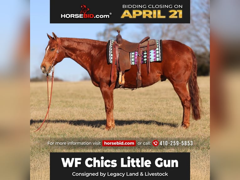 American Quarter Horse Gelding 9 years 15,1 hh in Westminster, MD