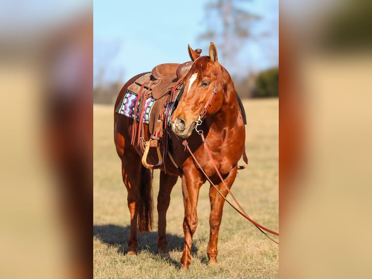 American Quarter Horse Gelding 9 years 15,1 hh in Westminster, MD