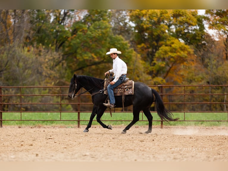 American Quarter Horse Gelding 9 years 15,1 hh Roan-Blue in Lewistown