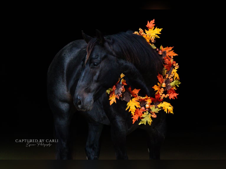 American Quarter Horse Gelding 9 years 15,1 hh Roan-Blue in Lewistown
