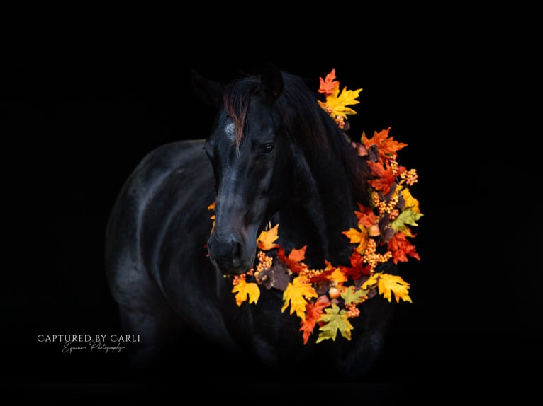 American Quarter Horse Gelding 9 years 15,1 hh Roan-Blue in Lewistown