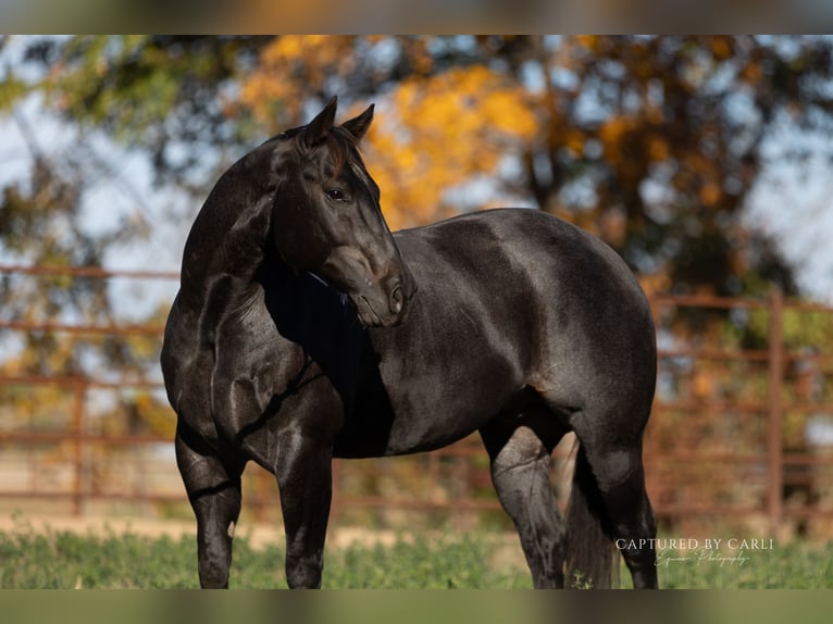 American Quarter Horse Gelding 9 years 15,1 hh Roan-Blue in Lewistown