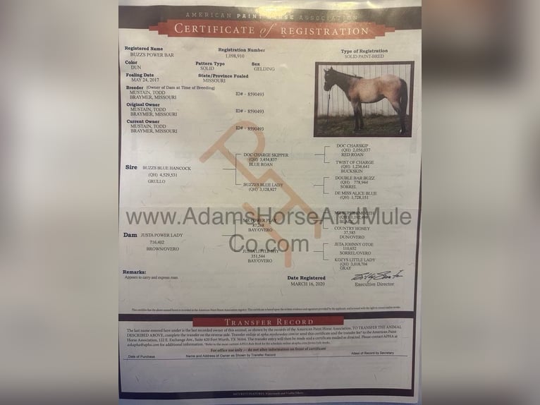 American Quarter Horse Gelding 9 years 15,1 hh Roan-Blue in Mount Vernon