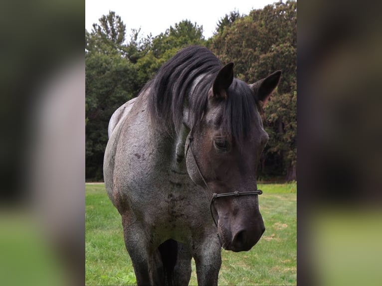 American Quarter Horse Gelding 9 years 15,1 hh Roan-Blue in Howell