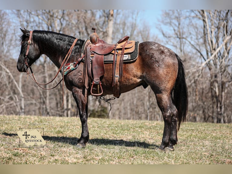 American Quarter Horse Gelding 9 years 15,1 hh Roan-Blue in Santa Fe, TN