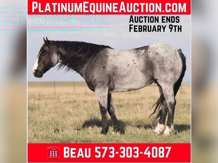 American Quarter Horse Gelding 9 years 15,1 hh Roan-Blue in Sweet Springs Mo