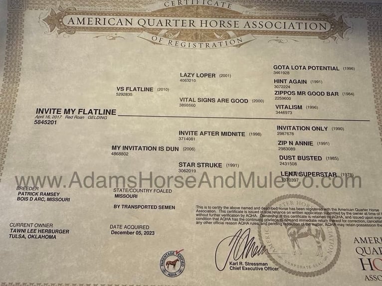 American Quarter Horse Gelding 9 years 15,1 hh Roan-Red in Mount Vernon