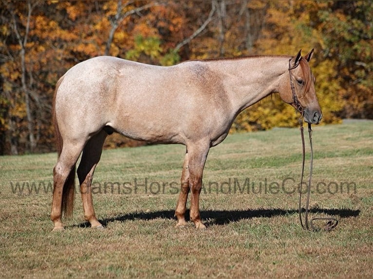 American Quarter Horse Gelding 9 years 15,1 hh Roan-Red in Mount Vernon