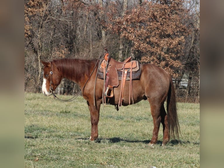 American Quarter Horse Gelding 9 years 15,1 hh Roan-Red in Brownstown
