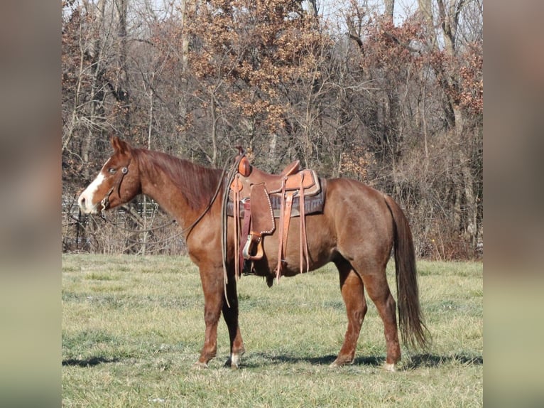 American Quarter Horse Gelding 9 years 15,1 hh Roan-Red in Brownstown