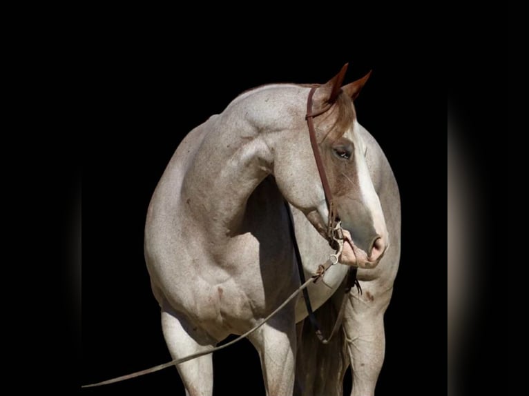 American Quarter Horse Gelding 9 years 15,1 hh Roan-Red in Paicines CA