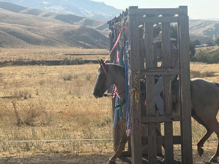 American Quarter Horse Gelding 9 years 15,1 hh Roan-Red in Paicines CA