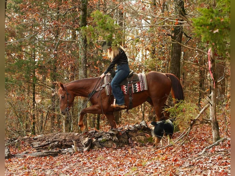 American Quarter Horse Gelding 9 years 15,1 hh Sorrel in Quitman