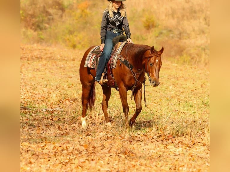 American Quarter Horse Gelding 9 years 15,1 hh Sorrel in Quitman