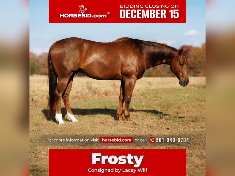 American Quarter Horse Gelding 9 years 15,1 hh Sorrel in Quitman
