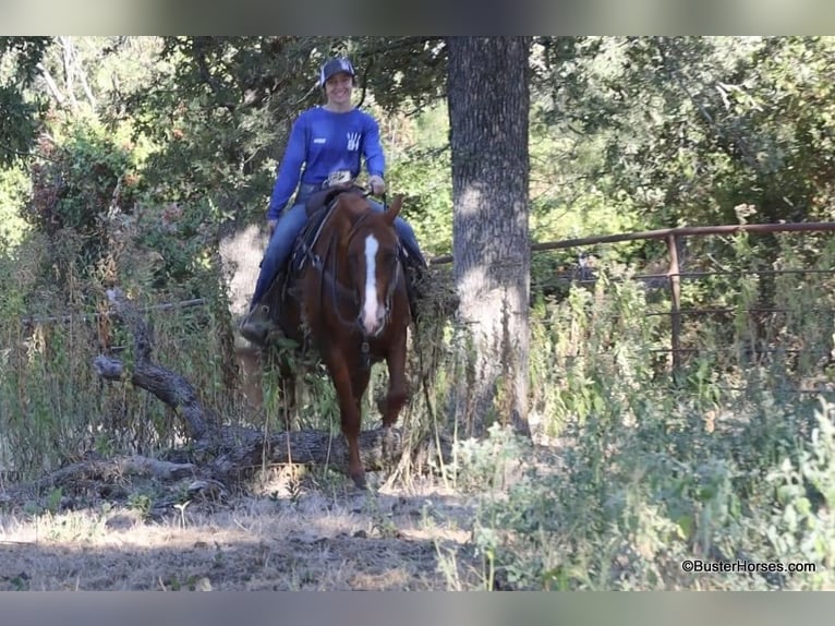 American Quarter Horse Gelding 9 years 15,1 hh Sorrel in Weatherford TX