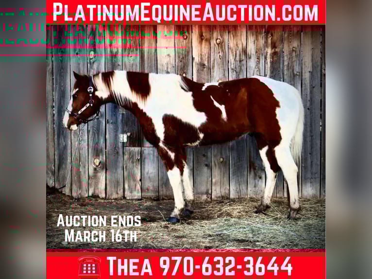 American Quarter Horse Gelding 9 years 15,1 hh Tobiano-all-colors in Fort Collins CO