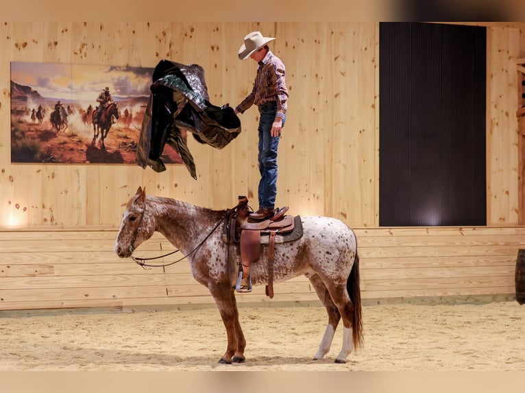 American Quarter Horse Gelding 9 years 15,1 hh  in Needmore