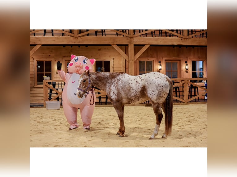 American Quarter Horse Gelding 9 years 15,1 hh  in Needmore