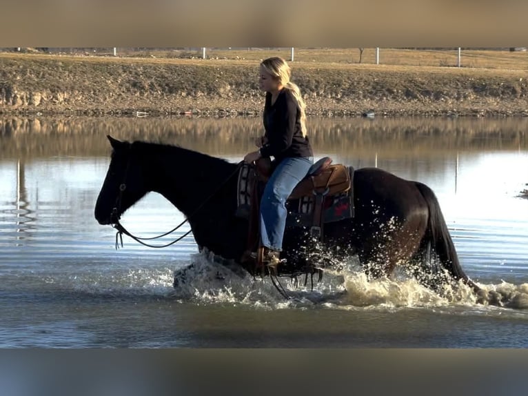 American Quarter Horse Gelding 9 years 15,2 hh Black in Mineral Wells TX