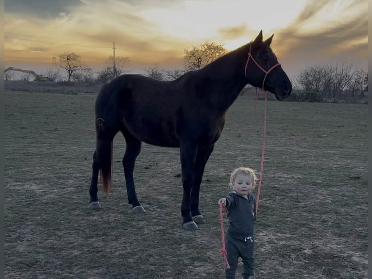 American Quarter Horse Gelding 9 years 15,2 hh Black in Mineral Wells TX