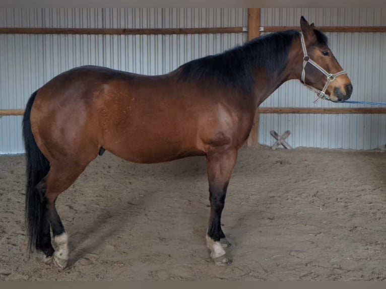 American Quarter Horse Gelding 9 years 15,2 hh Brown in Beutelsbach