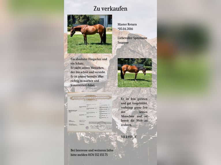 American Quarter Horse Gelding 9 years 15,2 hh Brown in Beutelsbach