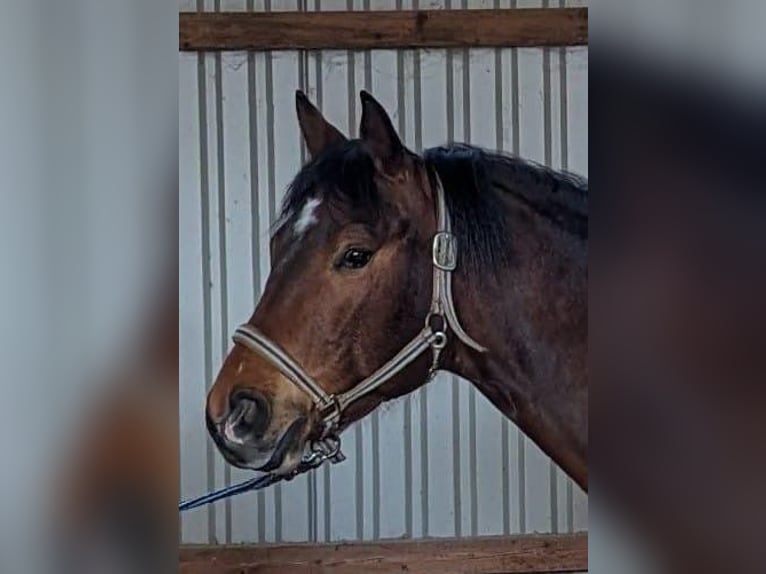 American Quarter Horse Gelding 9 years 15,2 hh Brown in Beutelsbach