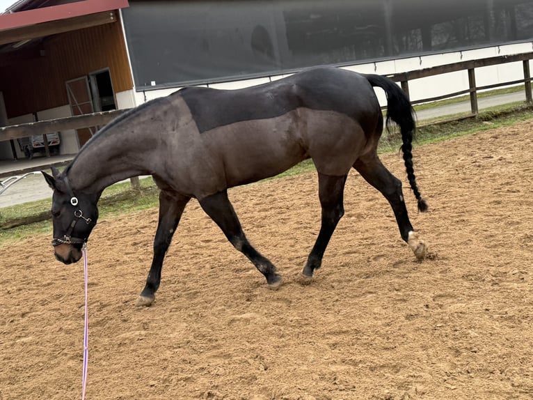 American Quarter Horse Gelding 9 years 15,2 hh Brown in Pap