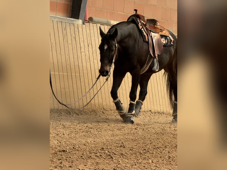 American Quarter Horse Gelding 9 years 15,2 hh Brown in Pap