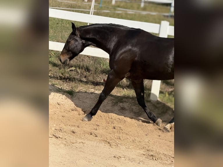 American Quarter Horse Gelding 9 years 15,2 hh Brown in Pap
