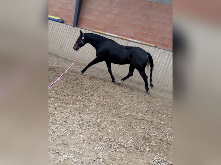 American Quarter Horse Gelding 9 years 15,2 hh Brown in Pap