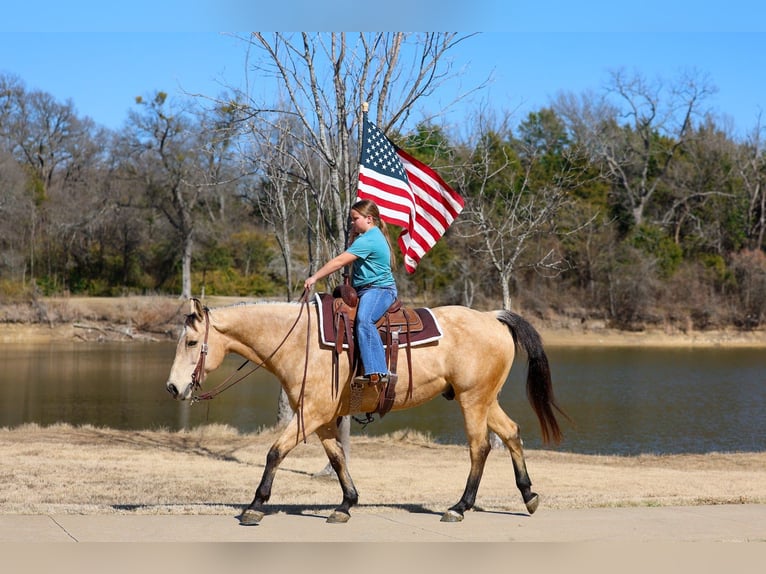 American Quarter Horse Gelding 9 years 15,2 hh Buckskin in Forney