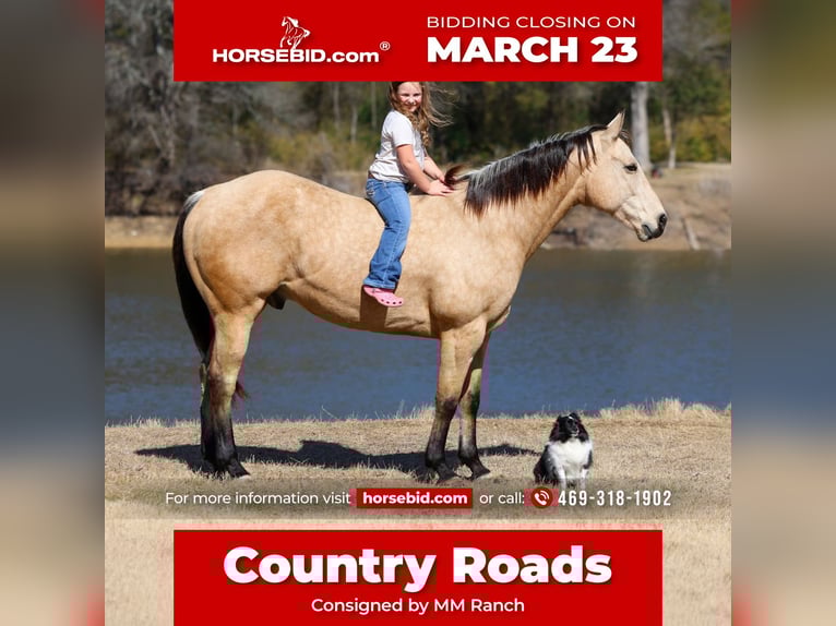 American Quarter Horse Gelding 9 years 15,2 hh Buckskin in Forney