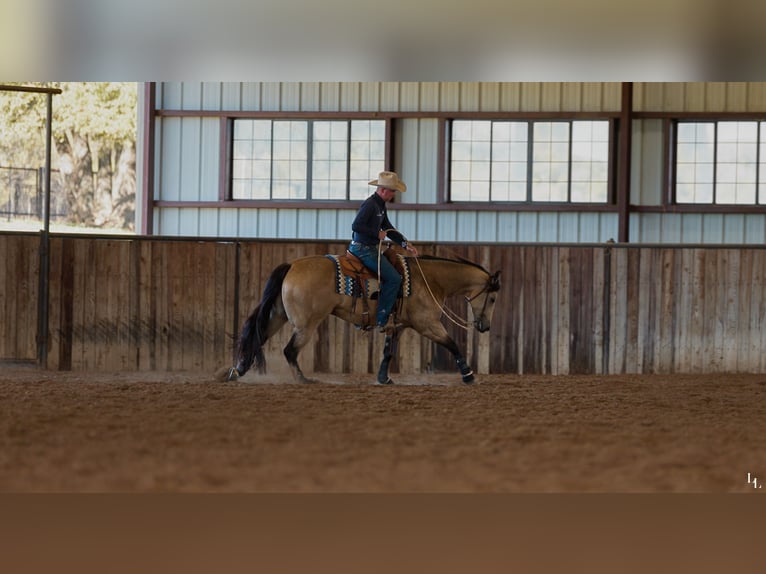 American Quarter Horse Gelding 9 years 15,2 hh Buckskin in Weatherford