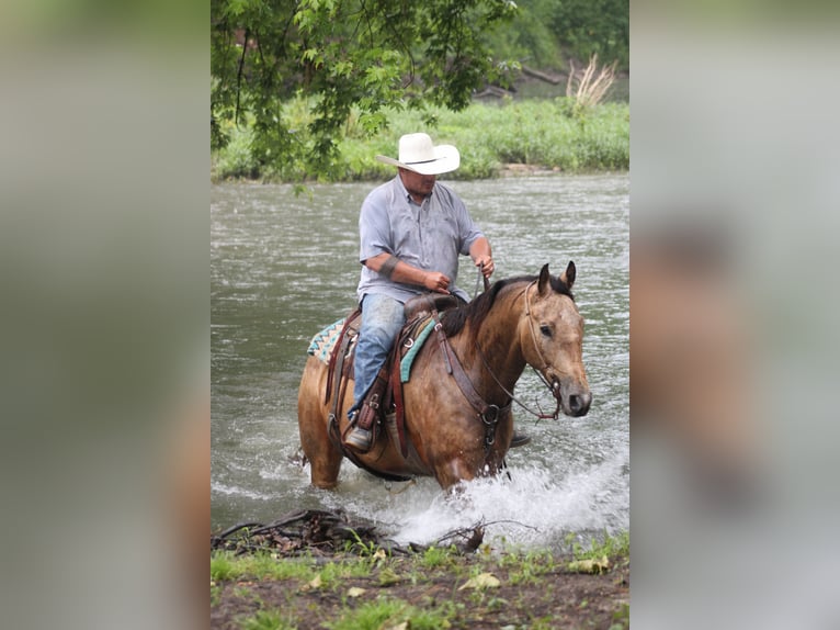 American Quarter Horse Gelding 9 years 15,2 hh Buckskin in Charleston, IL